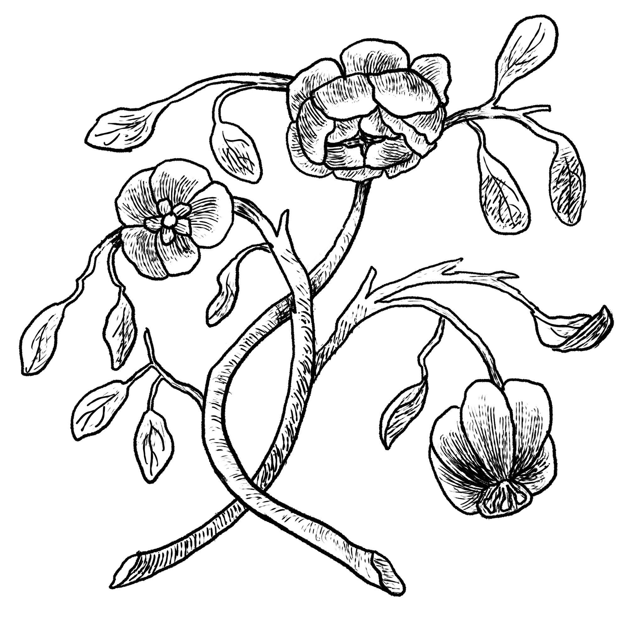 engraving style flowers based on a 19th century illustration