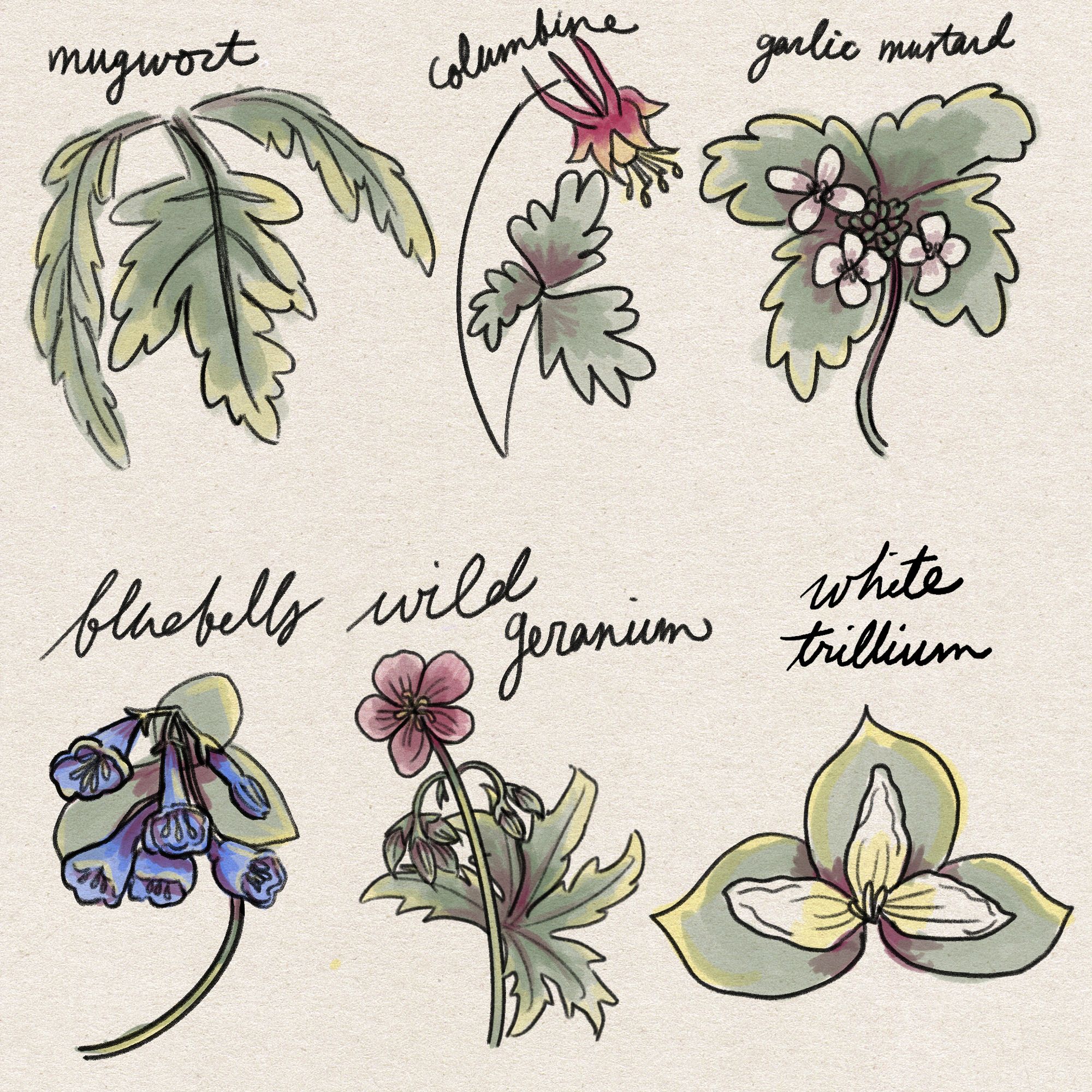 a drawing of mugwort, columbine, garlic mustard, bluebells, wild geranium, and white trillium