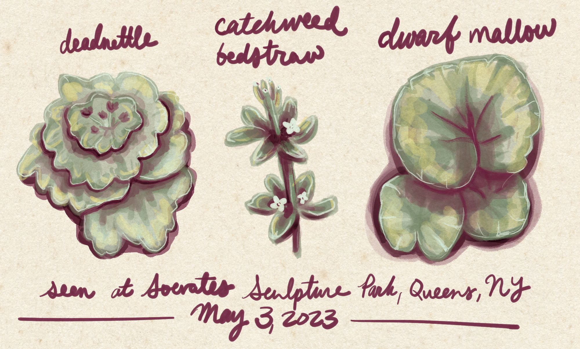 a sketch of deadnettle, catchweed bedstraw, and dwarf mallow seen at Socrates Sculpture Park in Queens, NY